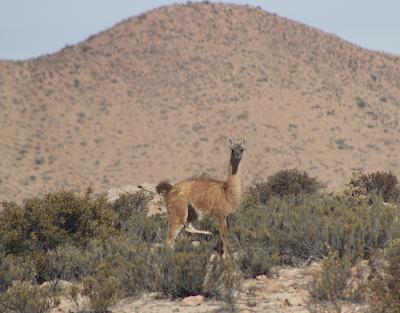 Guanaco (Lama guanicoe) en estepa patagónica, mamífero nativo clave en proyectos de restauración ecológica