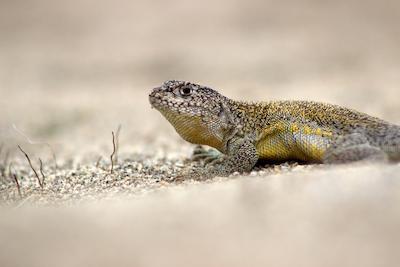 Lagarto tigre (Microlophus trigris) registrado durante monitoreo de reptiles en ecosistema árido