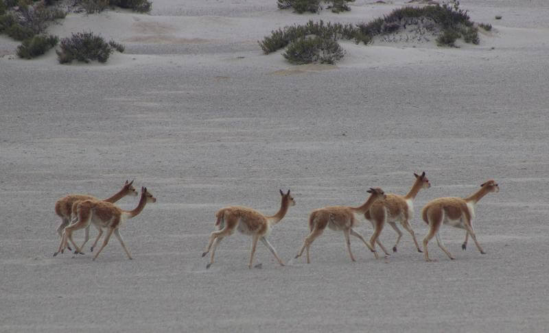 Vicuña (Vicugna vicugna) en pastizales altoandinos, especie emblema de conservación sudamericana