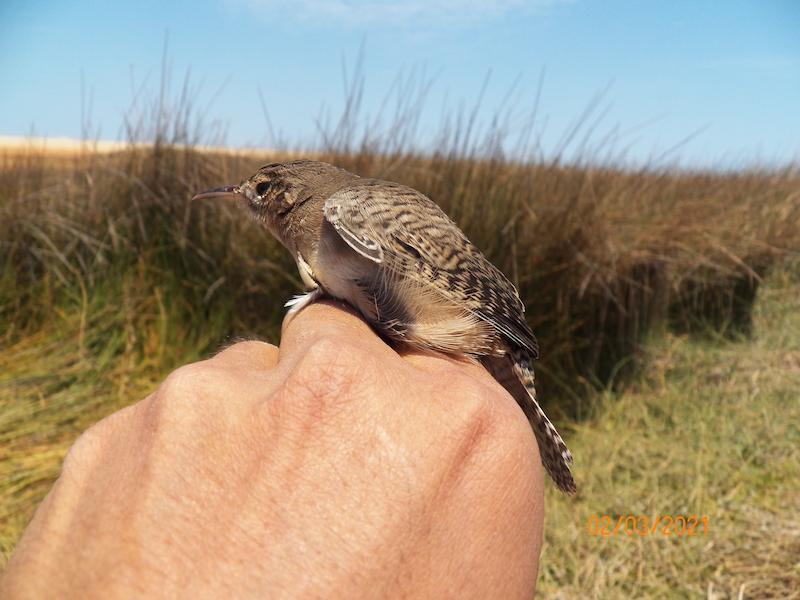 Cucarachero Comun observado durante monitoreo de fauna en ecosistema rocoso